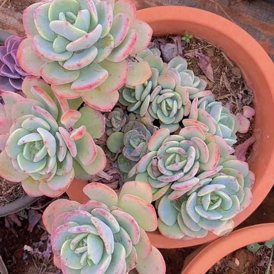 多肉植物。。。。。。，，，，，