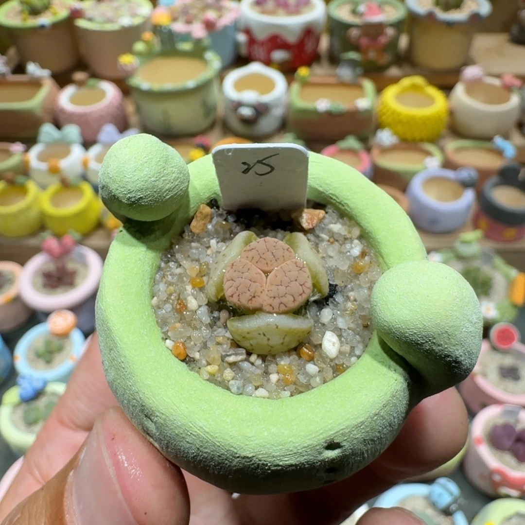 蘑菇1273c309a拿铁多肉植物