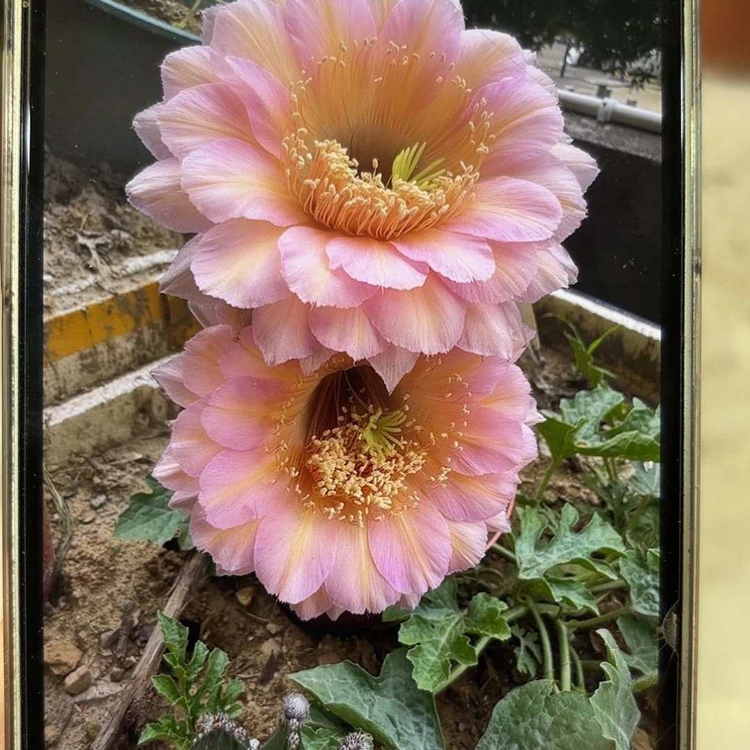 彩草48号5公分左右