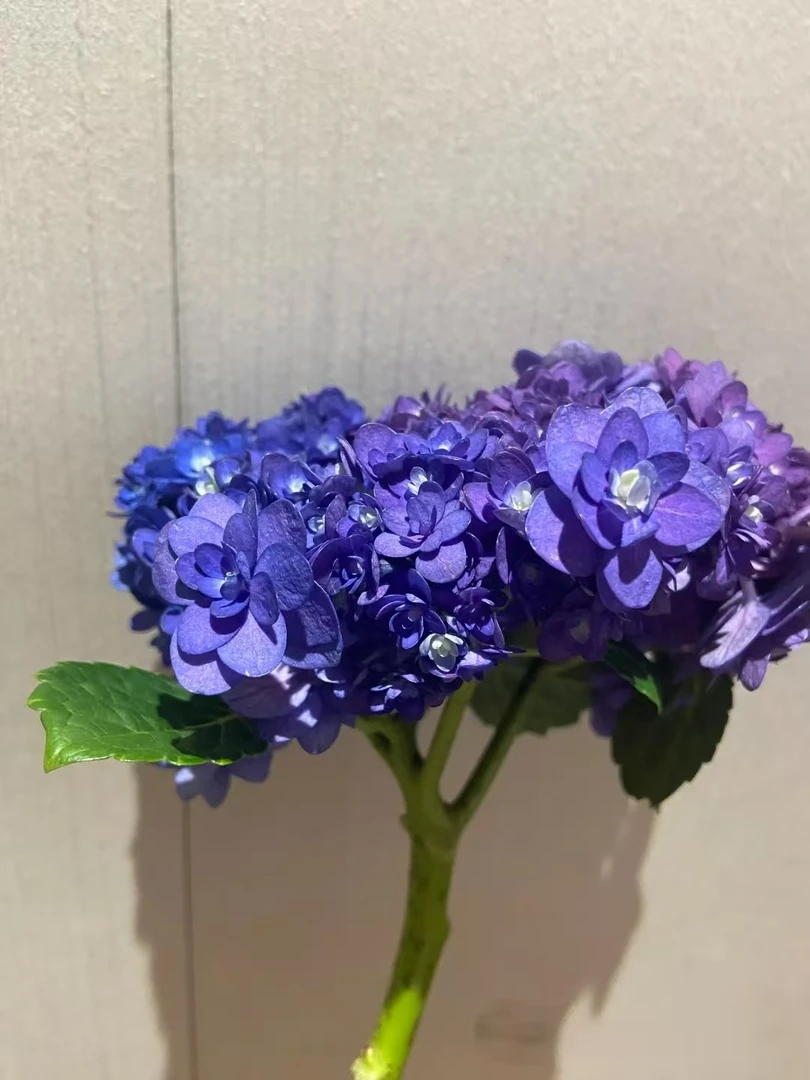 【卑弥呼】绣球花盆栽地栽阳台庭院易养护