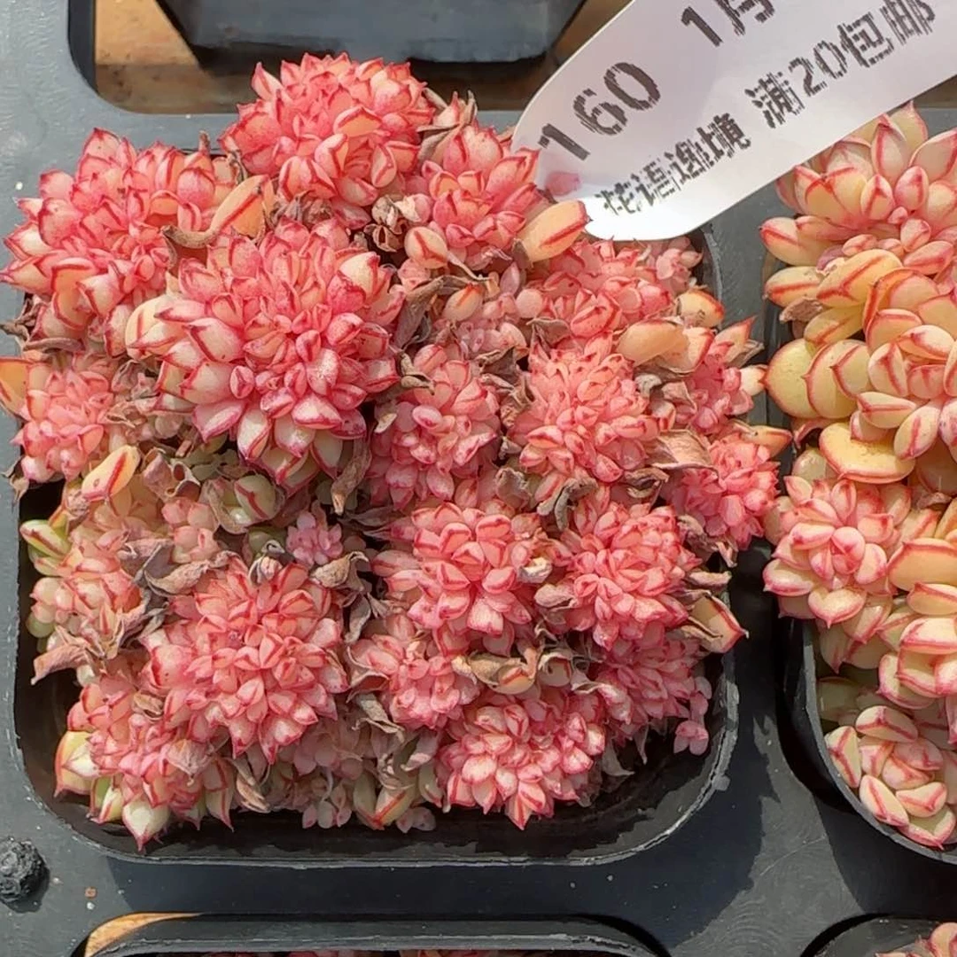 花语逸境0124-160