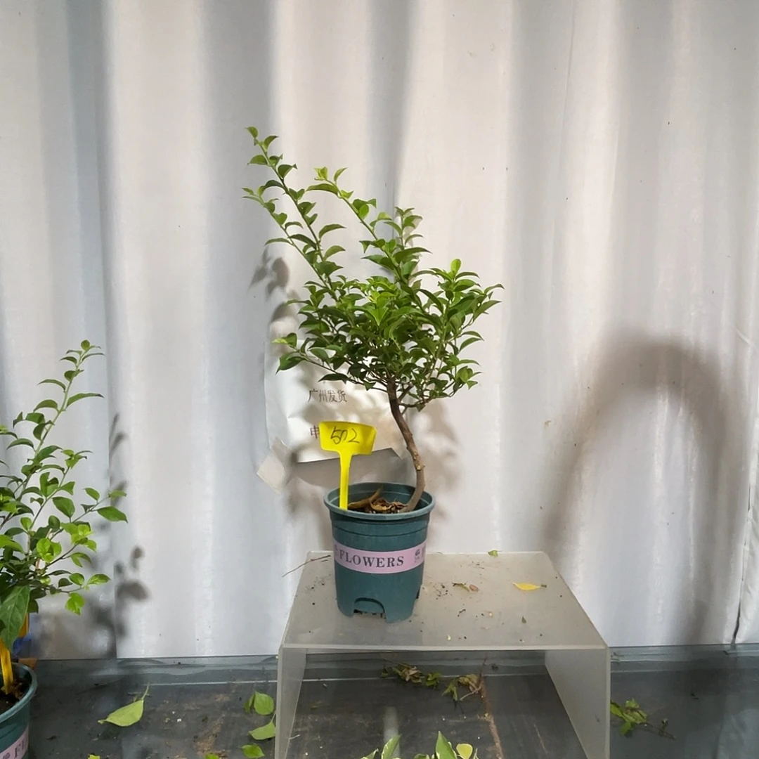 当前无花栽培后可以开花502巴西紫扦插