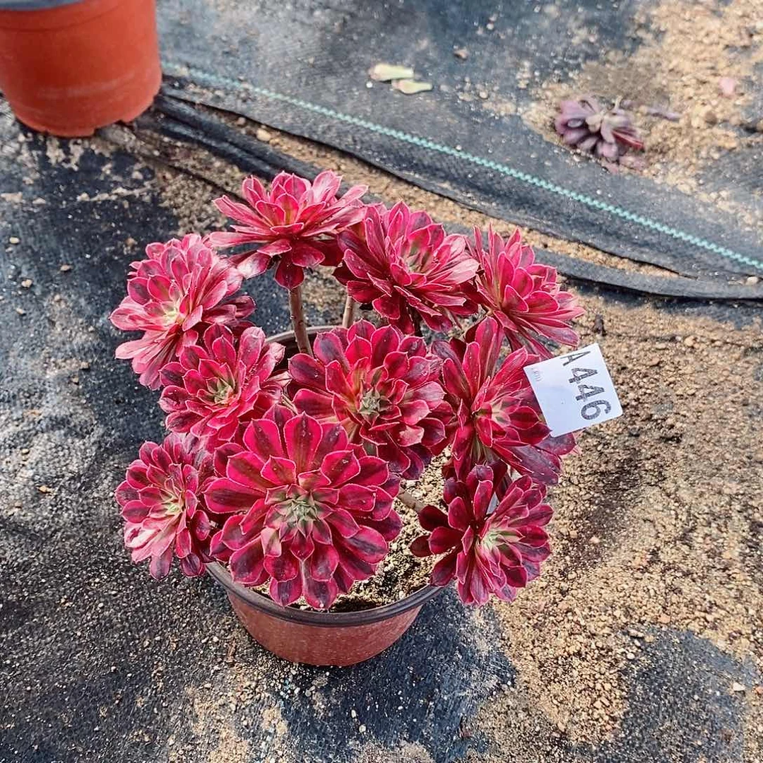 黑铜白446多肉11111