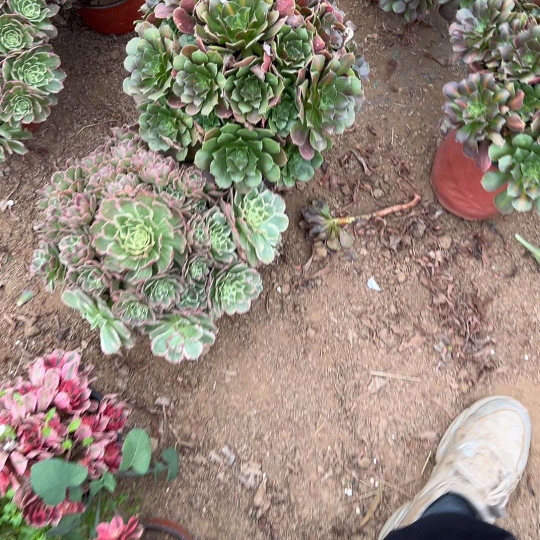 安****574两颗组合多肉植物