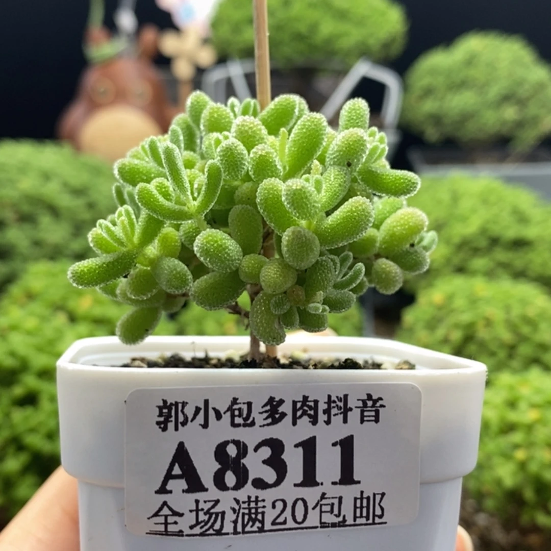 ʚ***ɞ优选冰晶8311枝干番杏