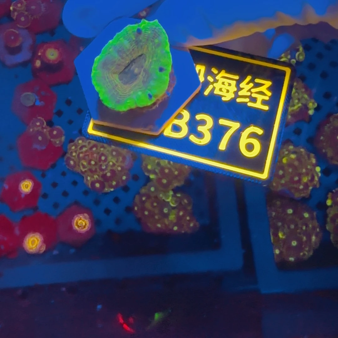 纽扣珊瑚T*晓晓不包邮甜筒脑B376