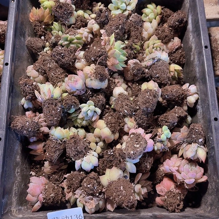 直播一物一拍多肉136