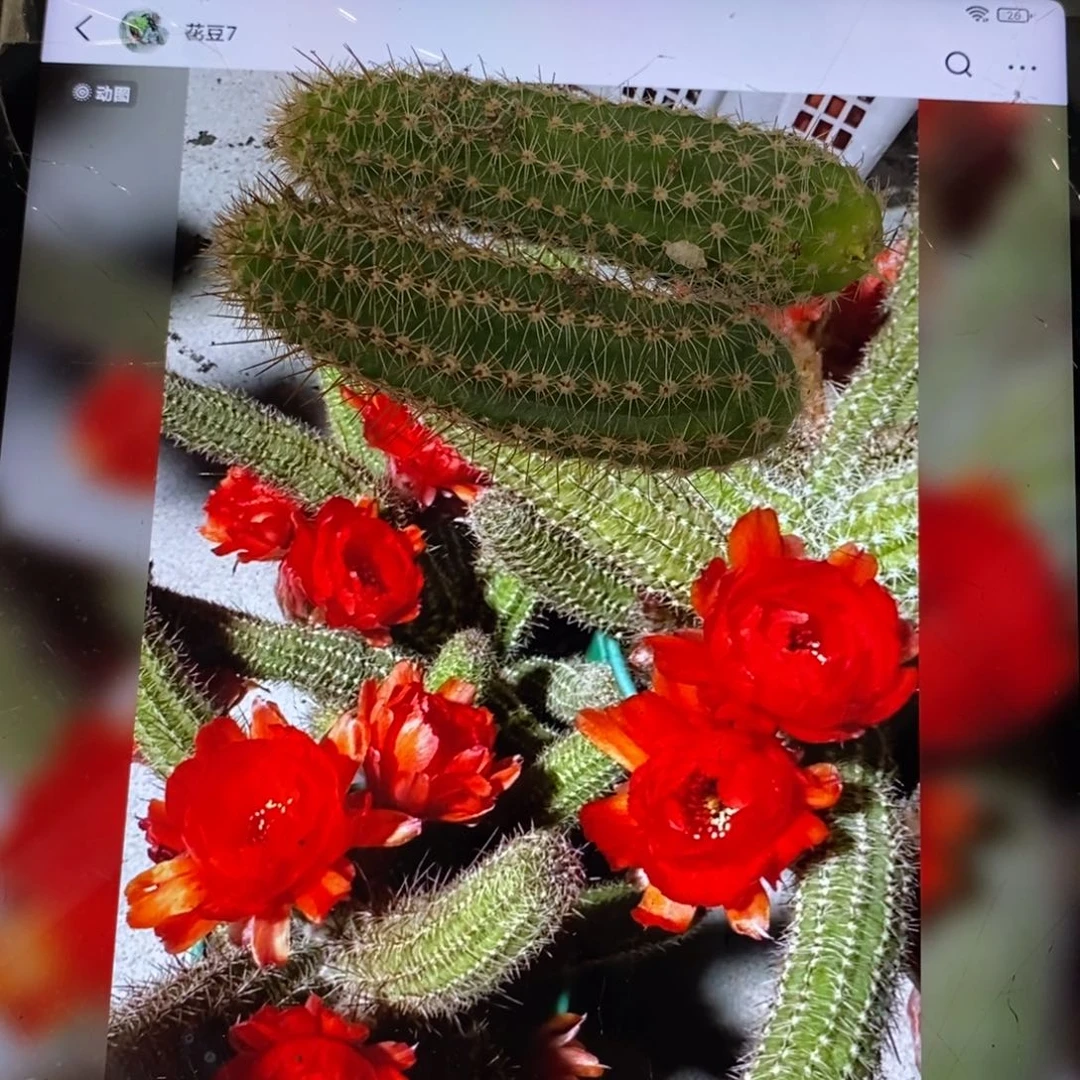 新品白檀梦想侧芽一个