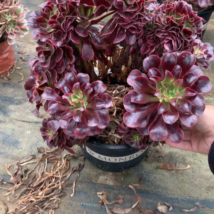 多肉多肉多肉美杜莎变异缀60