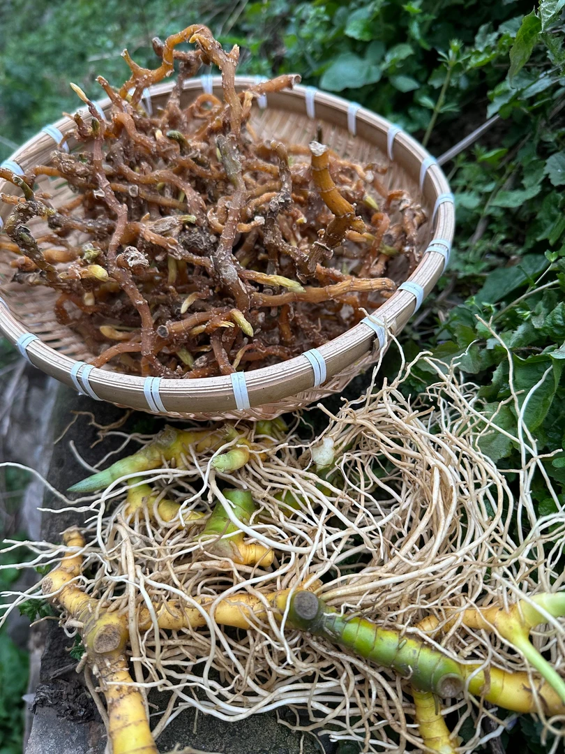 【玉竹】贵州深山野玉竹
