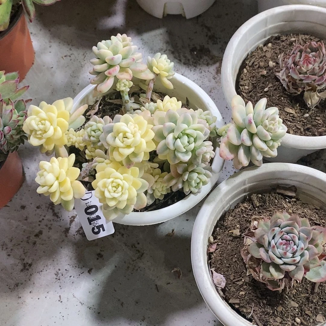 流**6015劳尔锦多肉植物