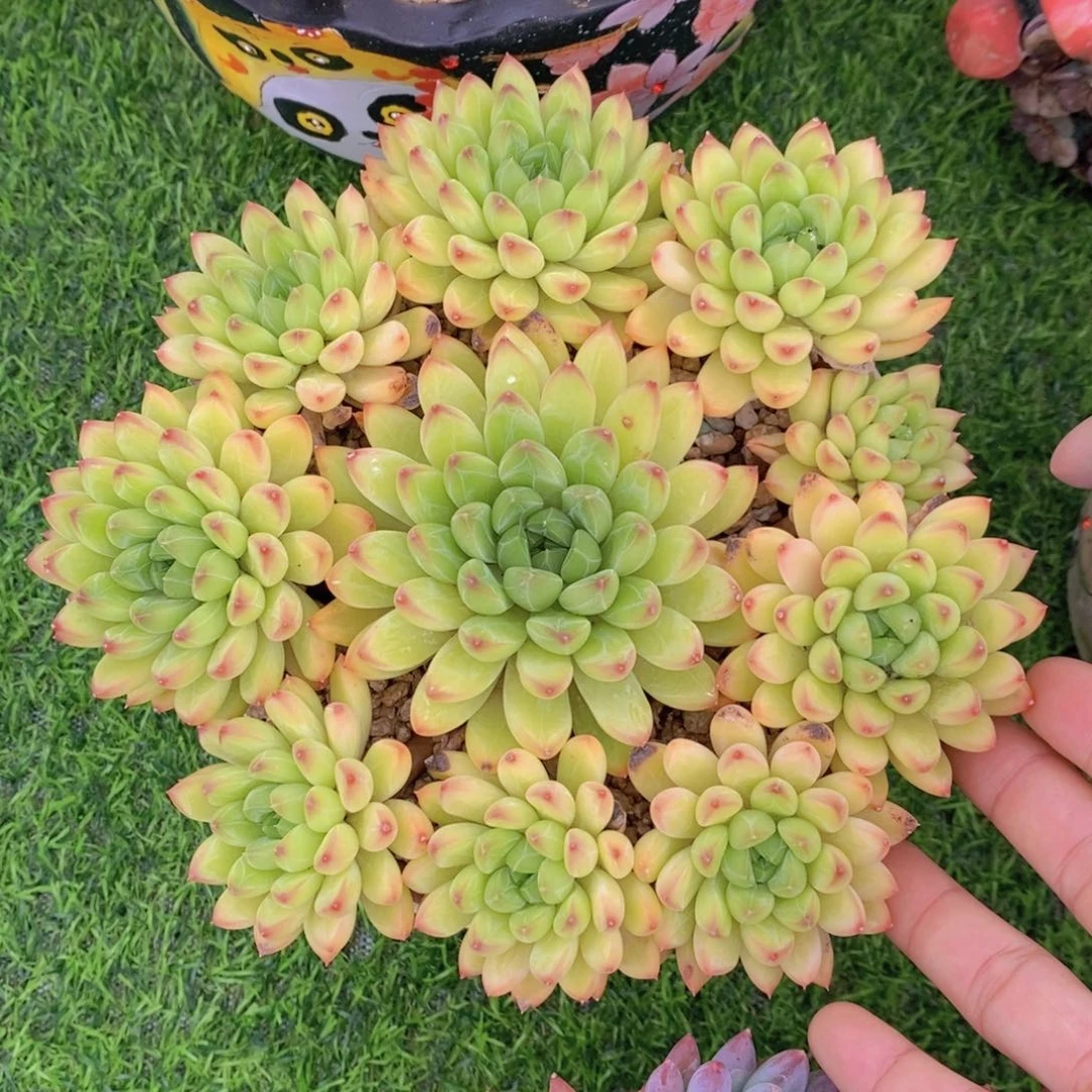 星际迷航 一物一拍。