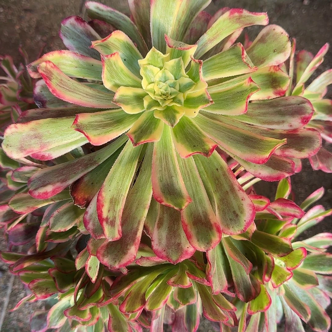 十***点多肉植物波斯法师136