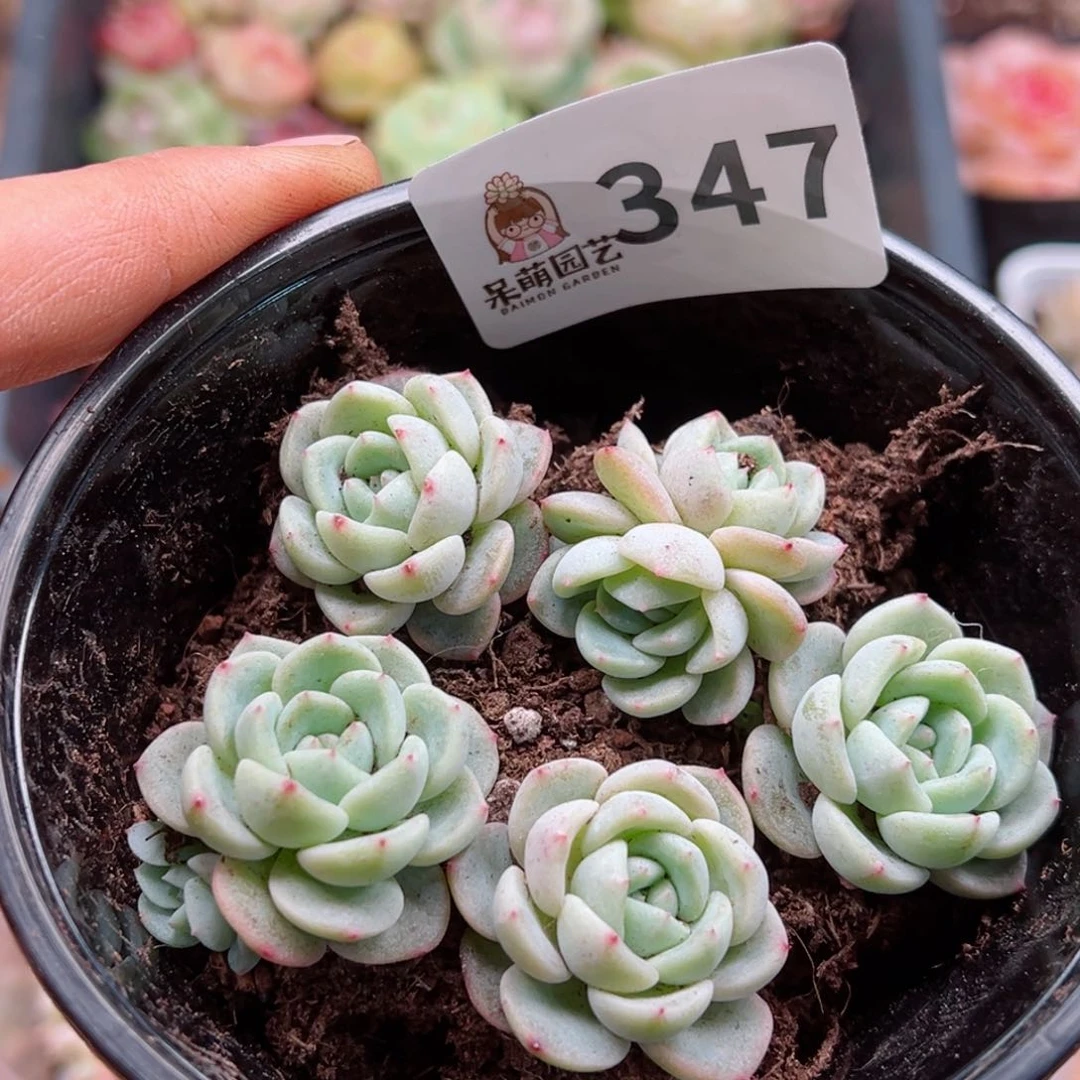 多肉植物多肉植物