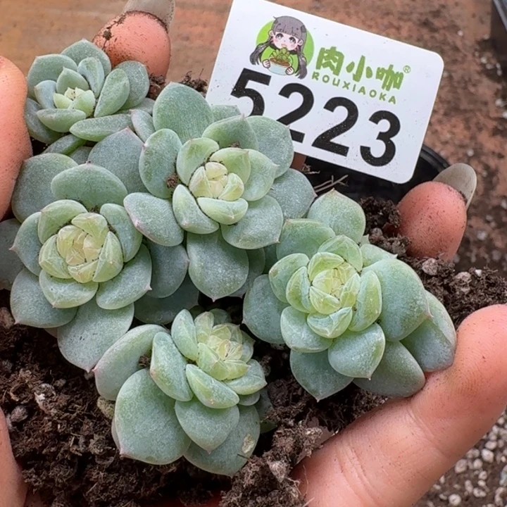 多肉植物多肉植物