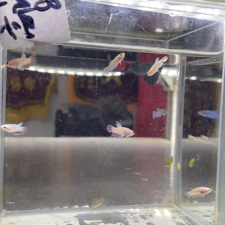 斗鱼包活不包死所见即所得031