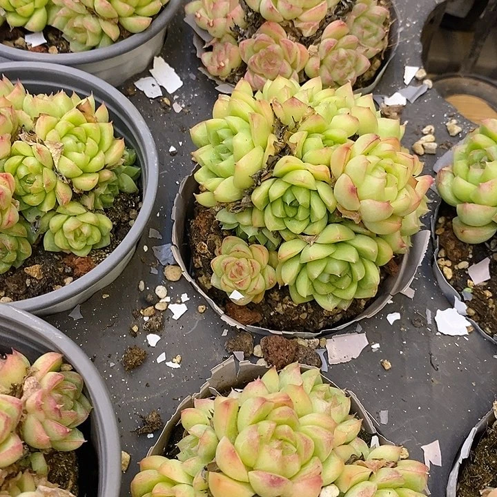 团 红女王 小群福利多多