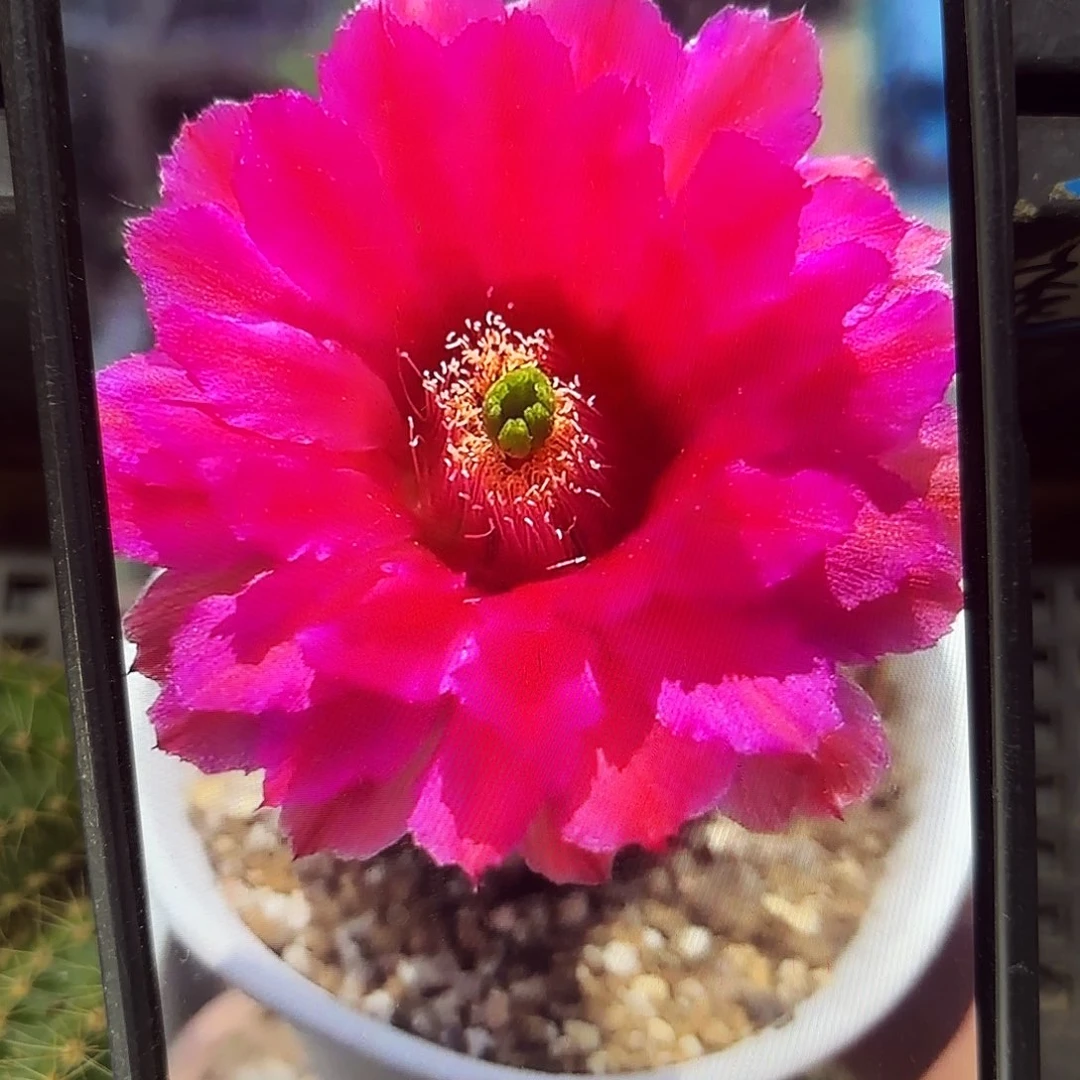 鲜红呀侧牙20包邮24