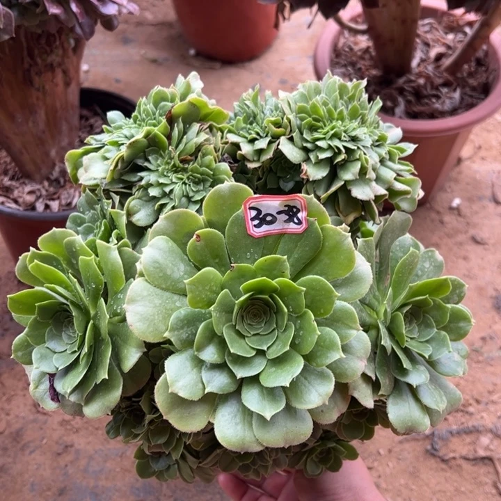 绿杨蓉多肉植物30-38