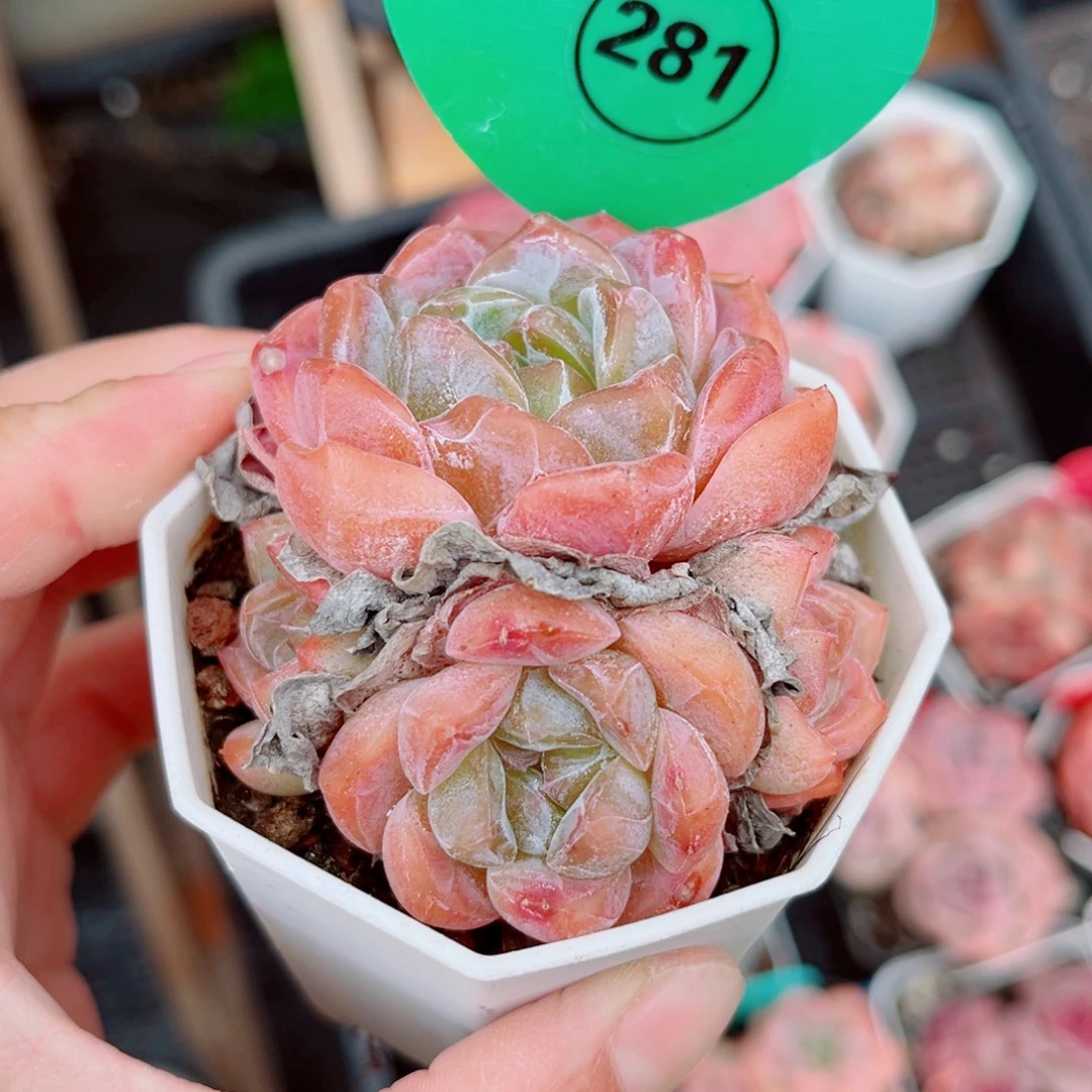 曦***月281号小老桩糖心群