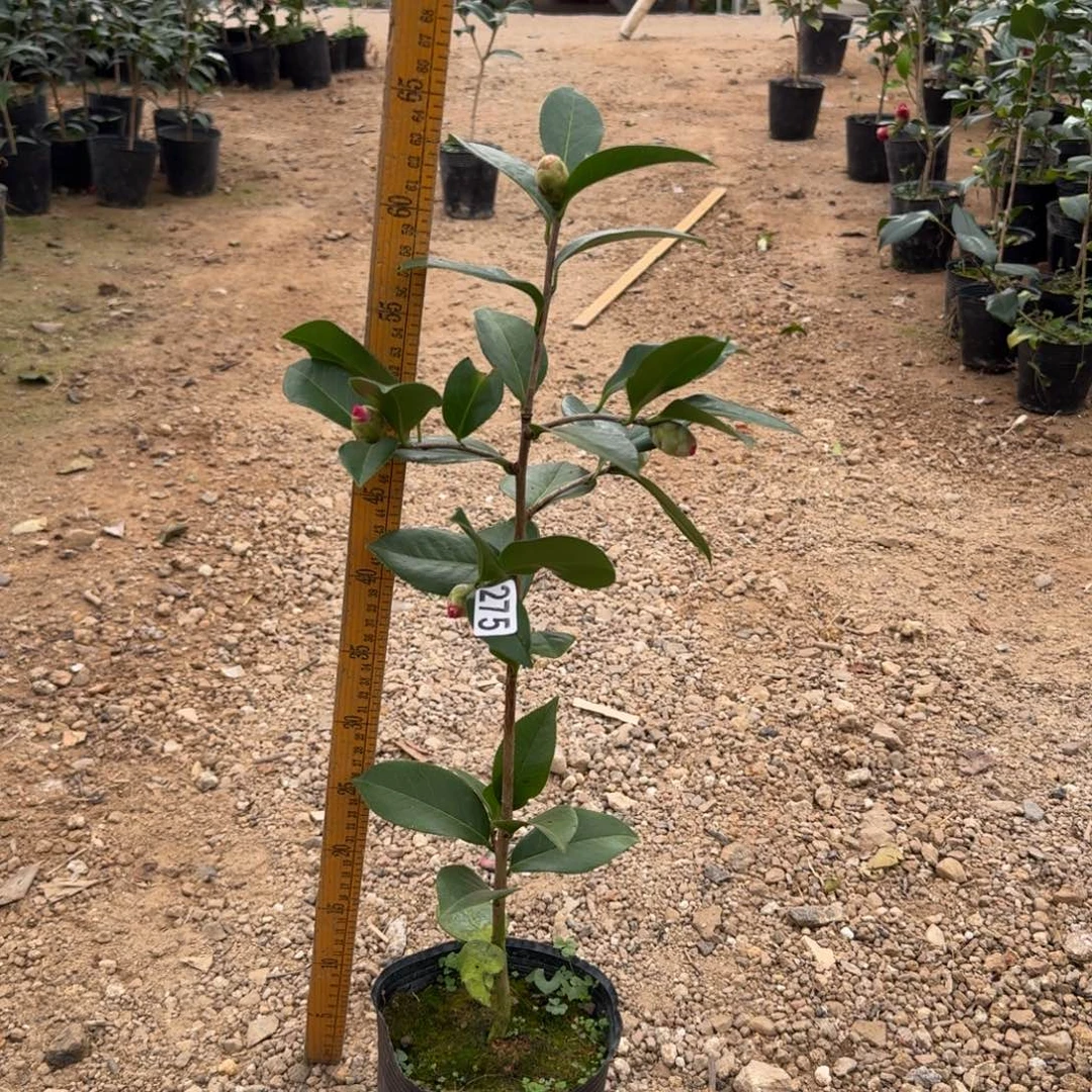 少量花朵（建议范围：2朵-5朵 或40%以下）275姚黄