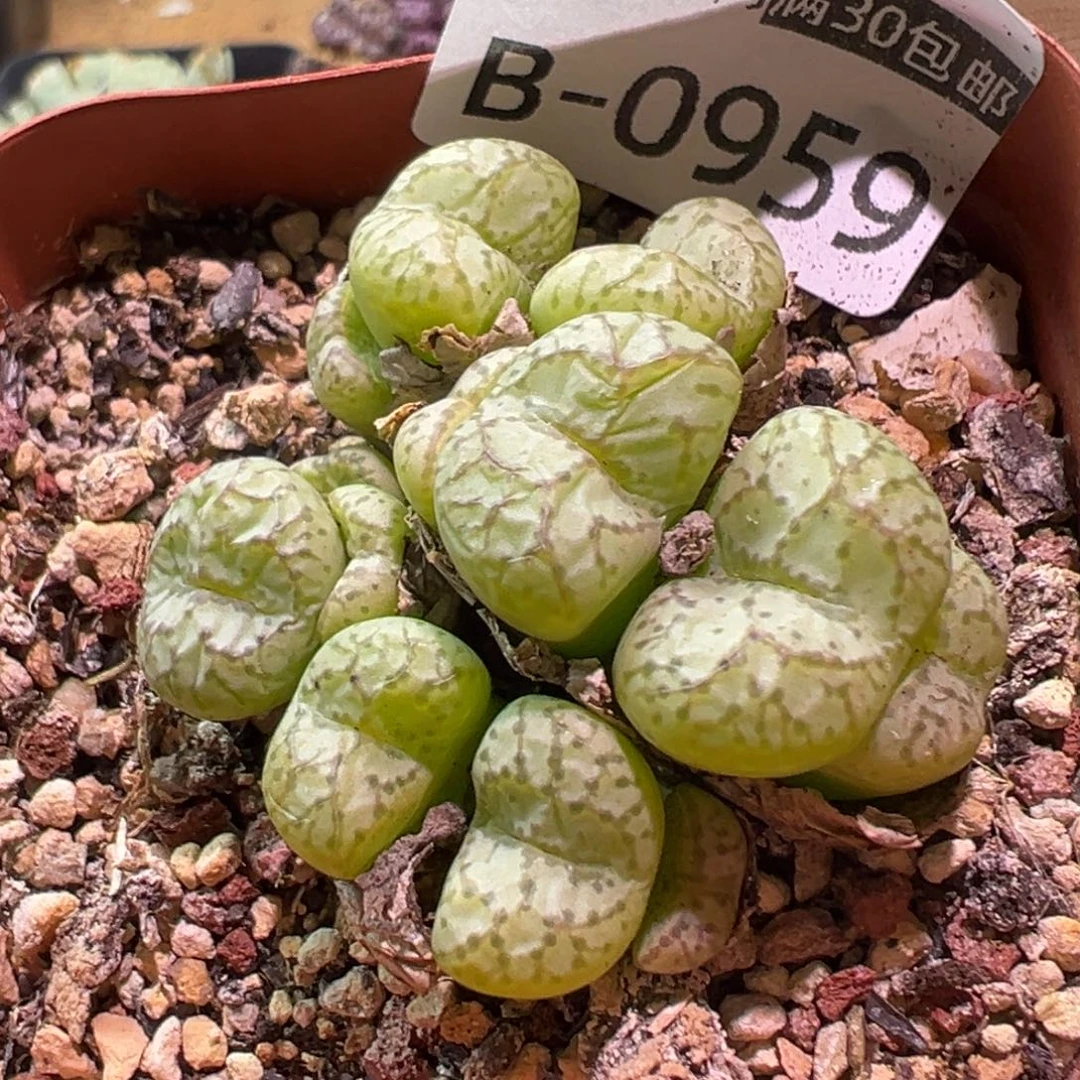 多肉植物1111111111111111111
