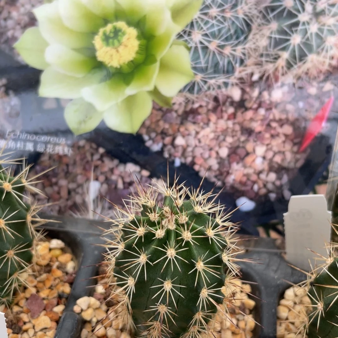 鹿角柱实生仙人球白花绯虾