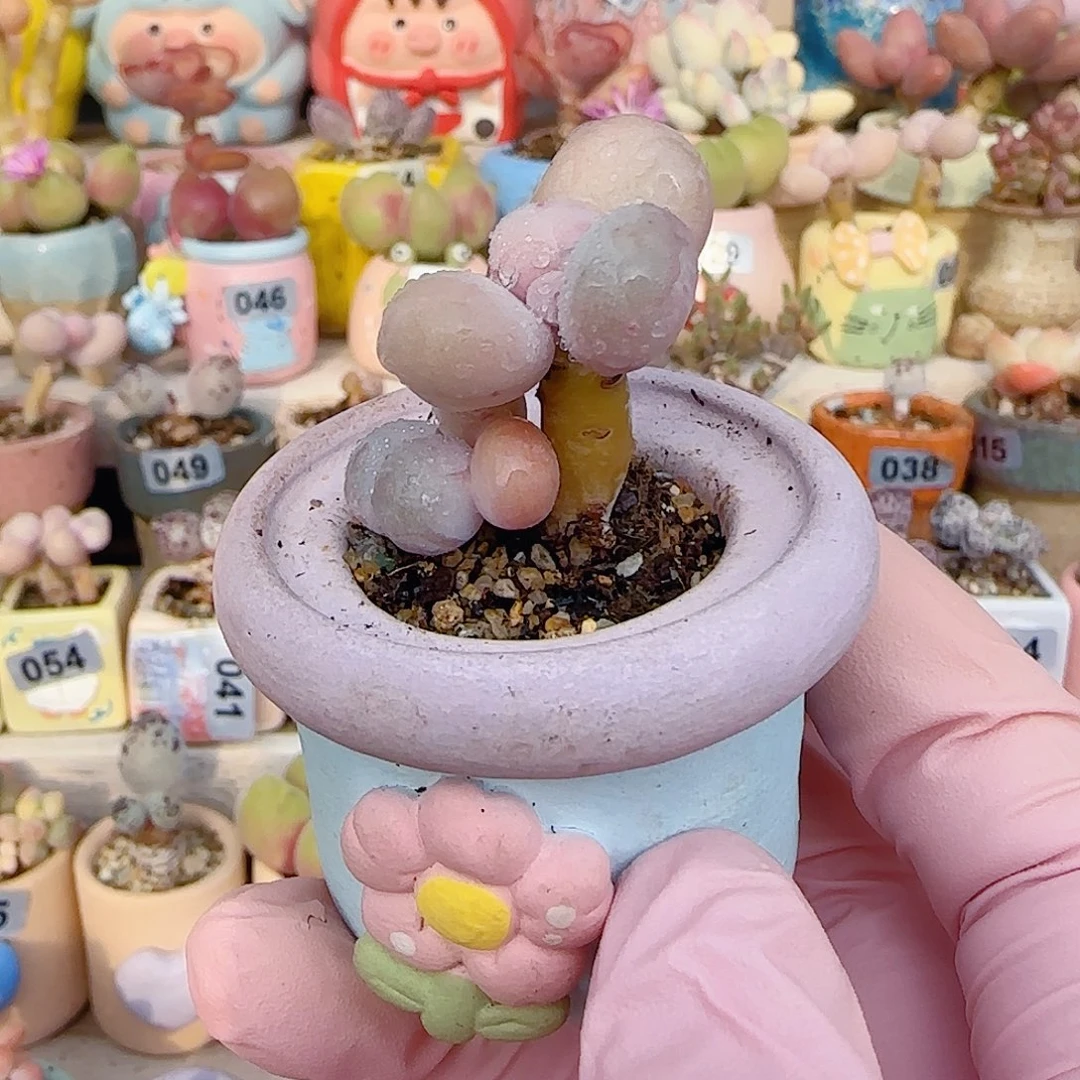 L双透小蛋黄奶 盆口2.5