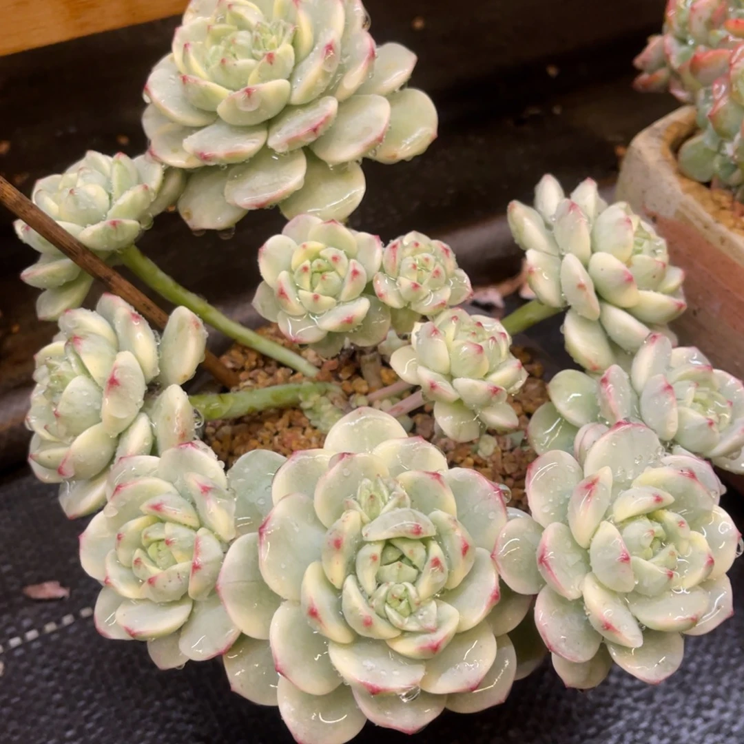 @***紫68688668686868866868