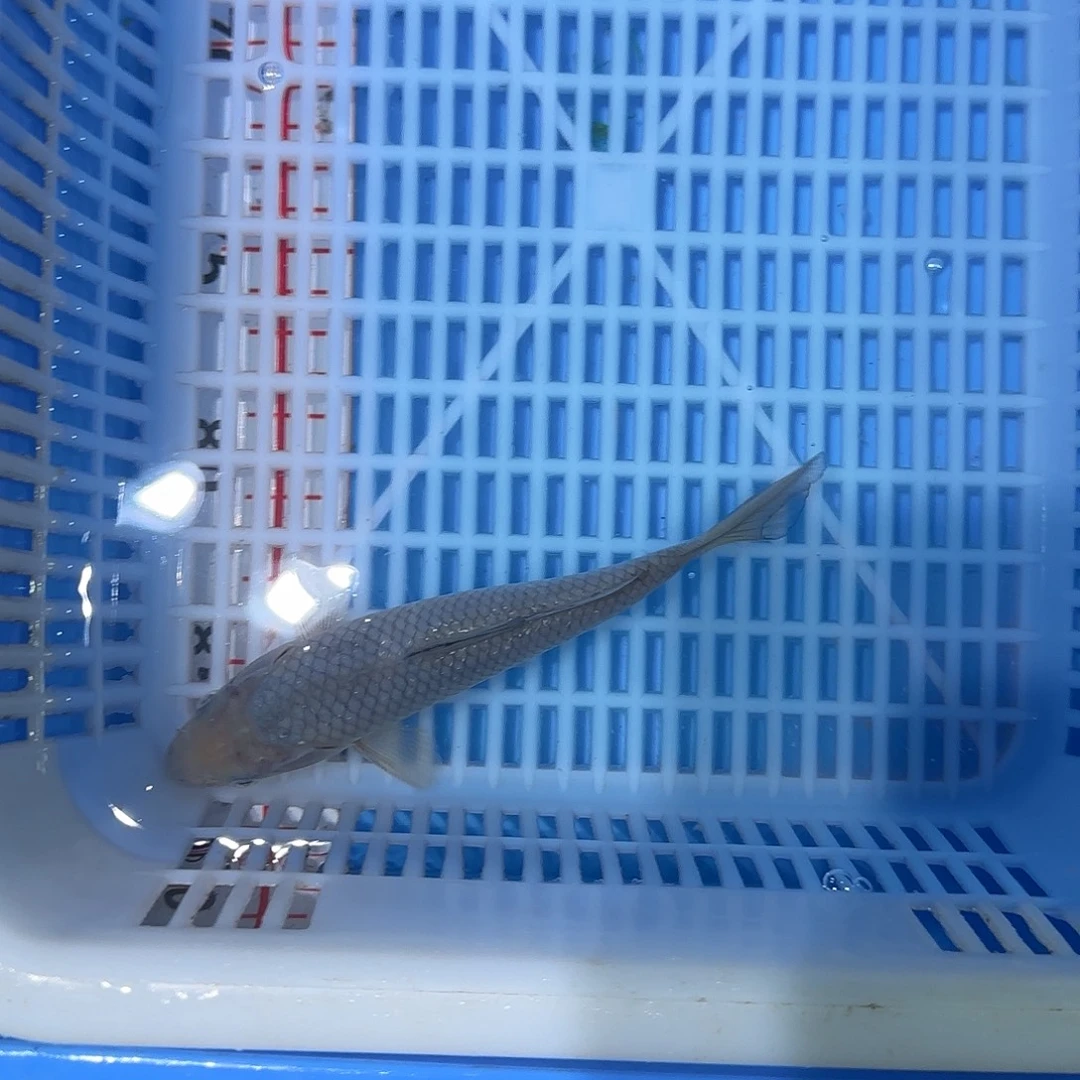 海水鱼淡水鱼空鲤锦鲤大模样好养耐活