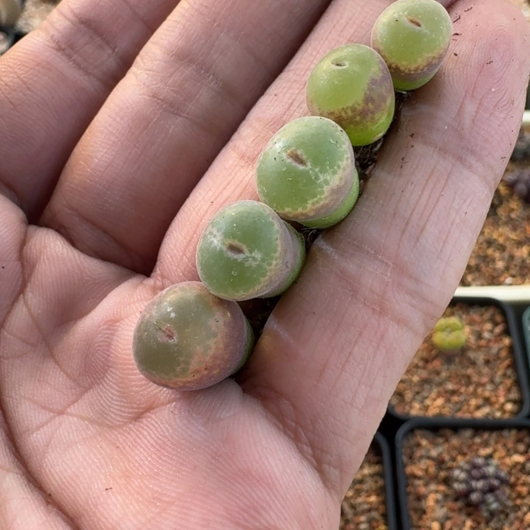 兮***）云缦精品番杏9.38