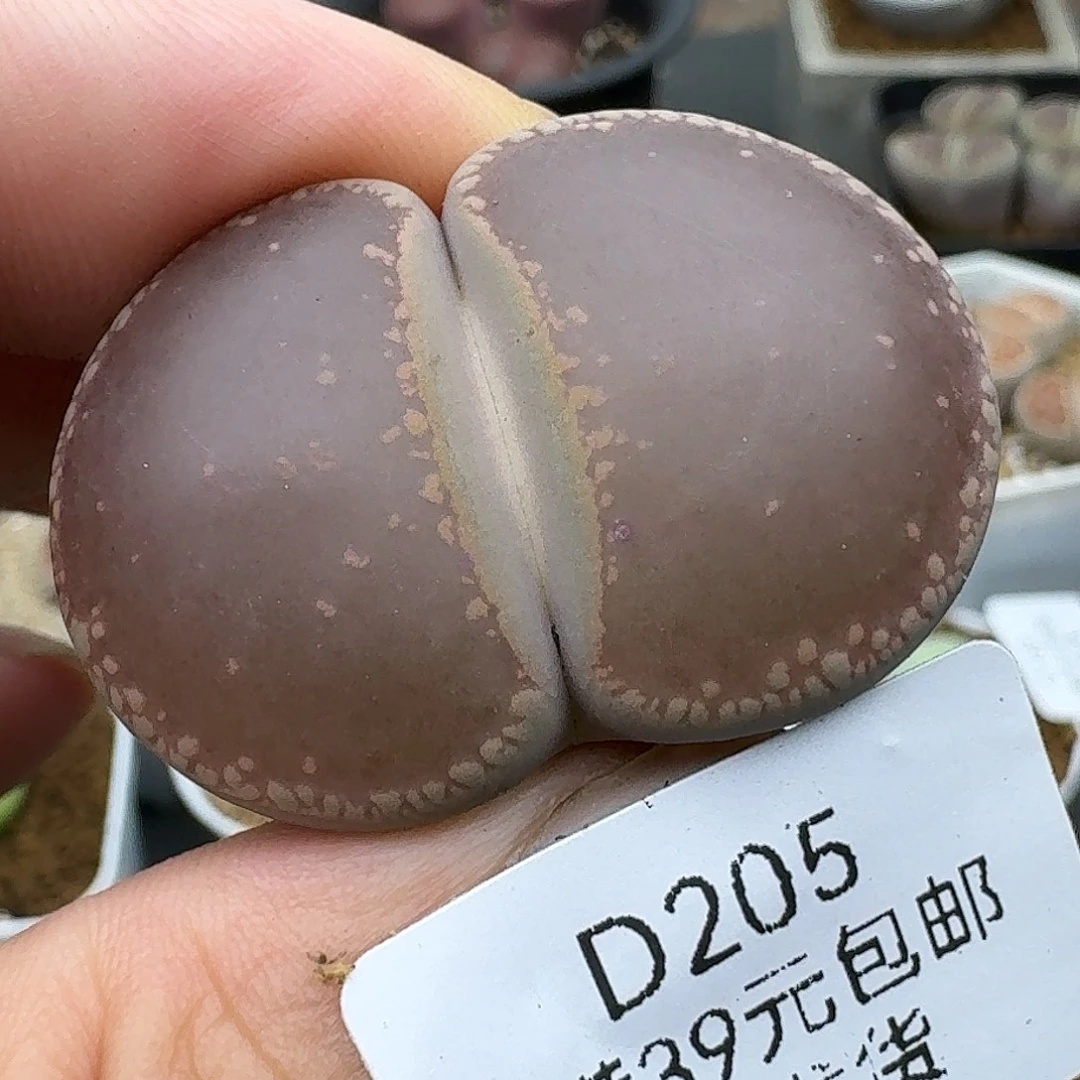 205多肉3.8厘米哈哈哈哈