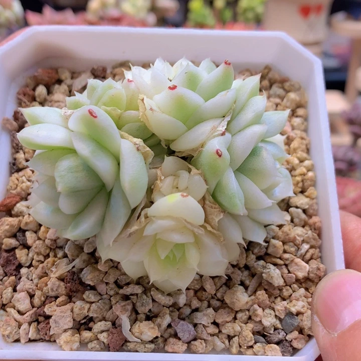 恋****6一物一拍含盆土满38包邮D569