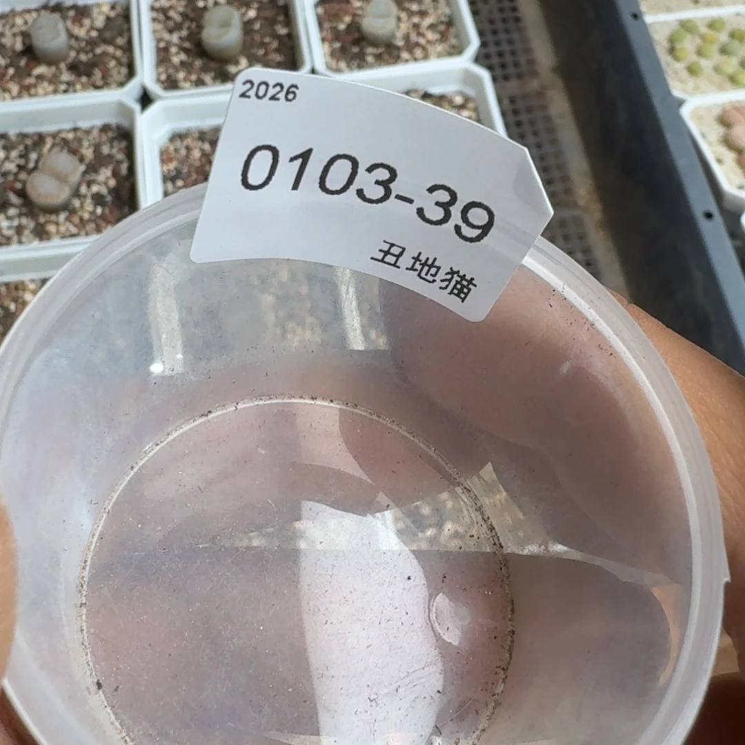 0103-039硅藻一包