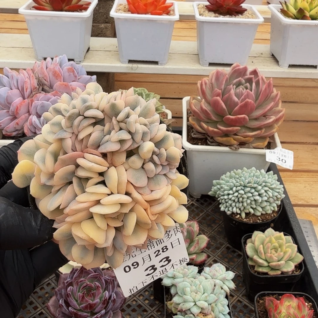 0928-33雪精灵锦缀