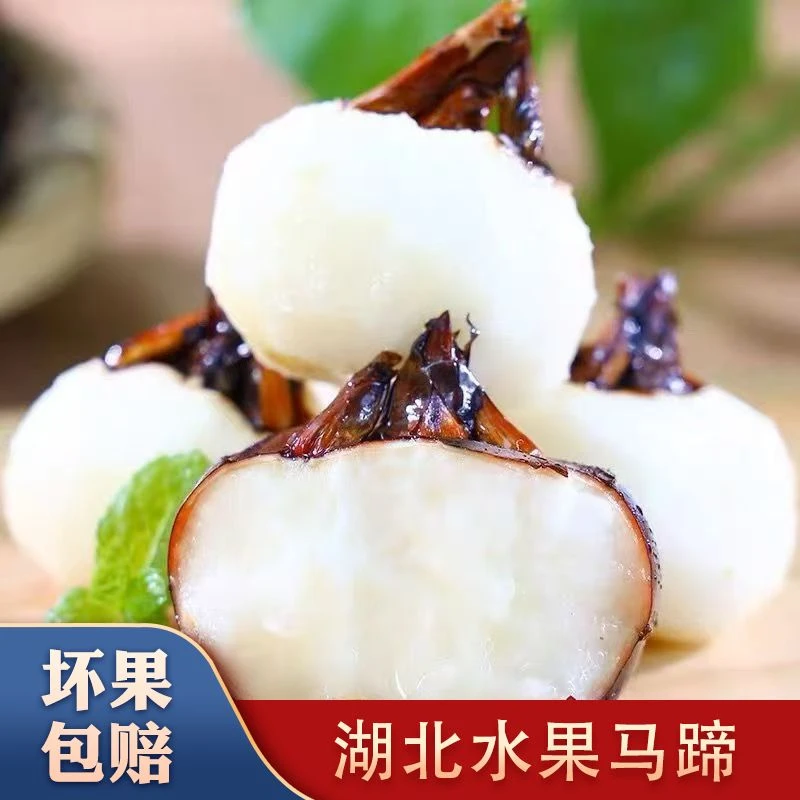 湖北特产红皮水果马蹄新鲜现挖现发清甜爽口农家自种荸荠凫茈地栗
