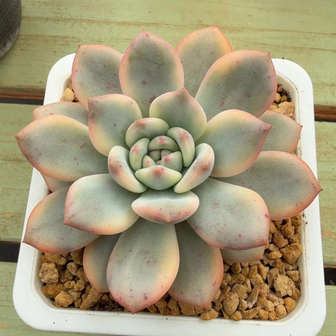 粉爱丽儿锦锦上园艺一物一拍