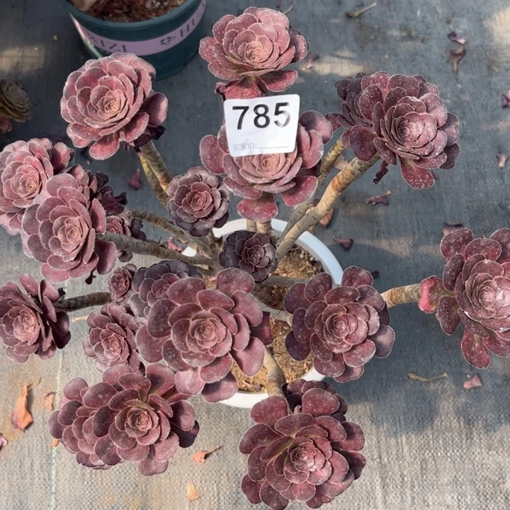 785晚霞朵朵35厘米左右