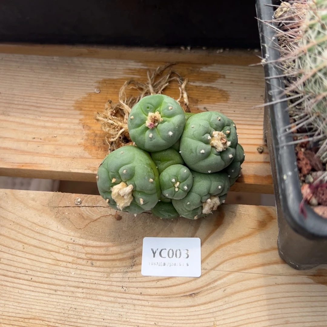 粗砂花盆小*七YC003rourourou