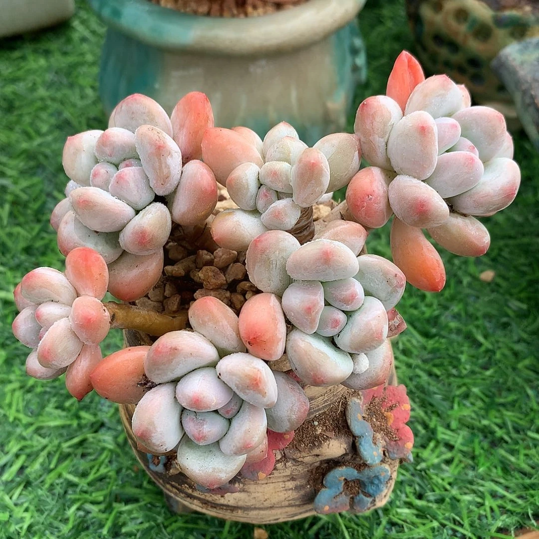 香水11 公分一物一拍