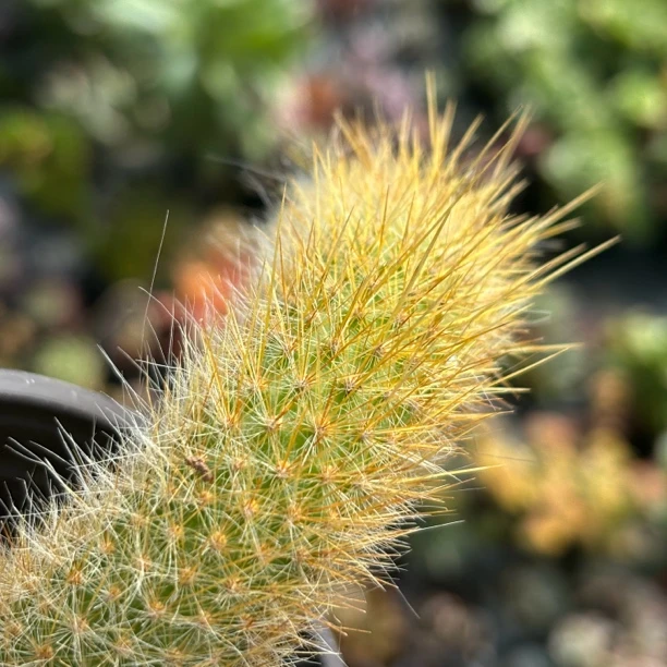 九尾狐多肉植物｜仙人掌｜易养美观防辐射【新疆包邮】