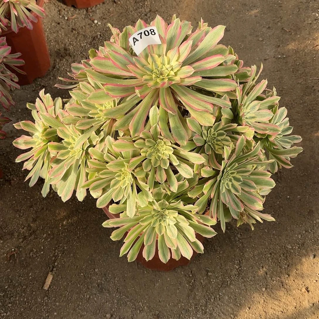 孟*铮多肉法师粉钻708