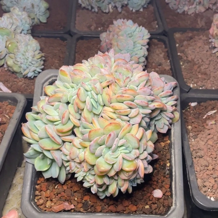 【闪购商品】白凤缀化一物一拍