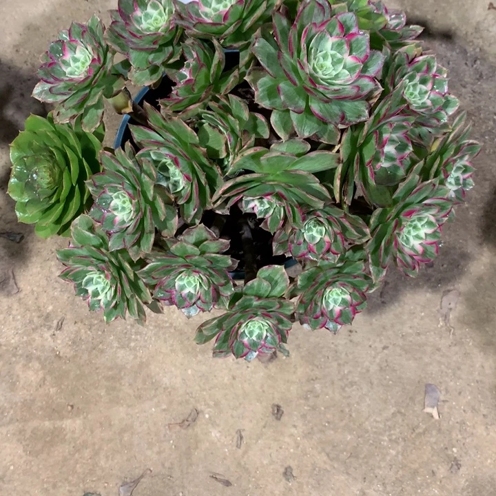 有***情323莲花多肉植物特价