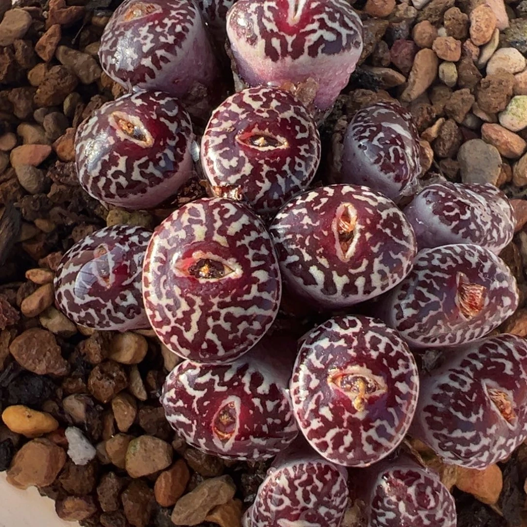 16头黑脸钻石墨多肉植物
