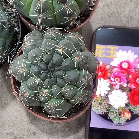 3个菲花玉，2579900