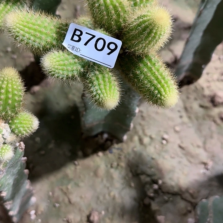 冰**王嫁接双色金妞709