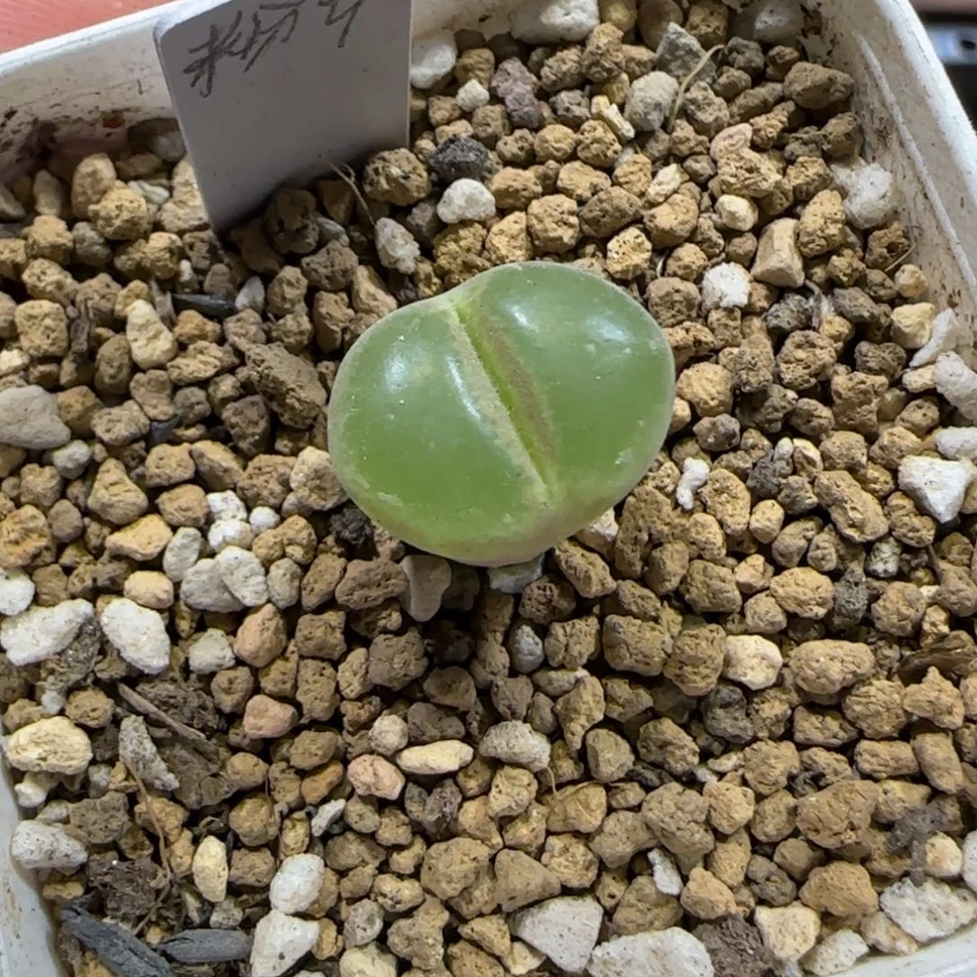 12.29。   粉女。  2050