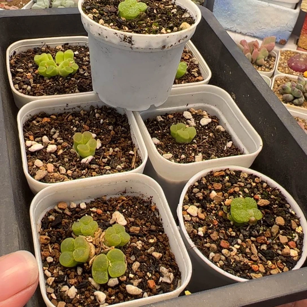 茳**姐117多肉植物百科