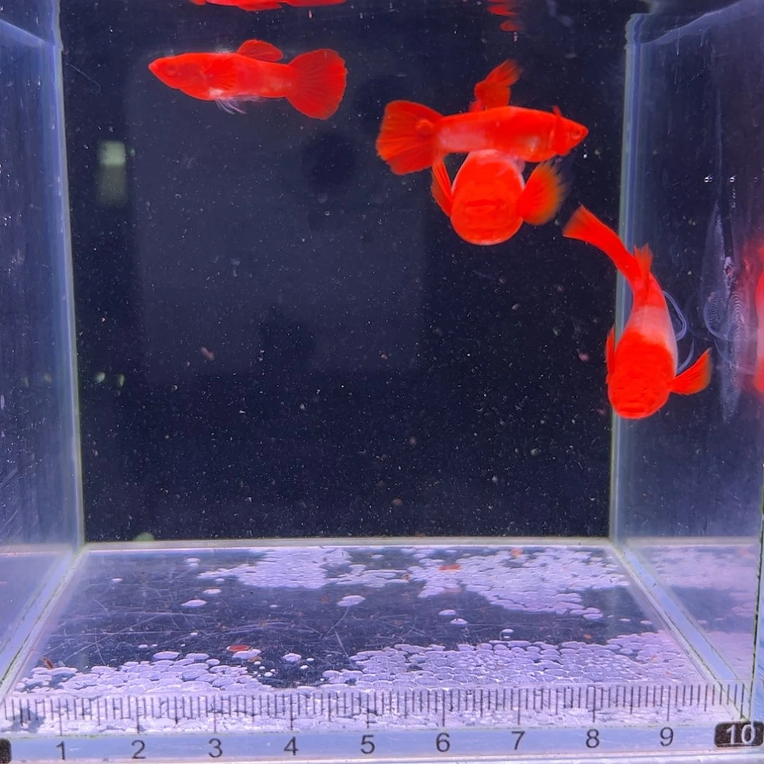 呵***哈孔雀鱼双分水缎带2对有一条公微瑕